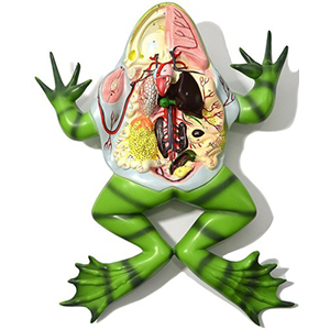 Frog Dissection Model